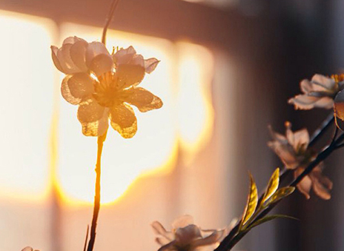 12星座2017年02月运势预报