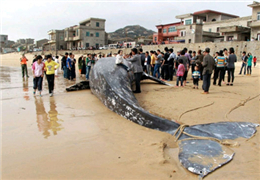 浙江百年水库泄洪冲出大鱼