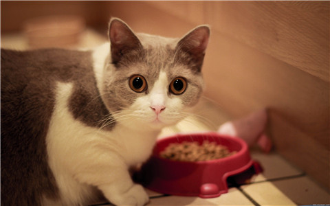 养猫对住宅风水有啥影响