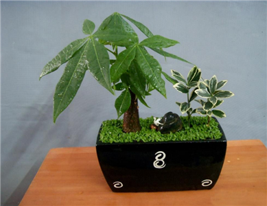 招财树的风水布置有哪些讲究