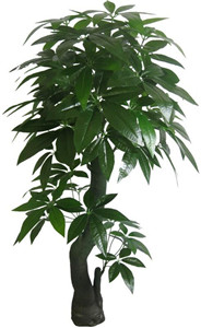 招财树的风水布置有哪些讲究