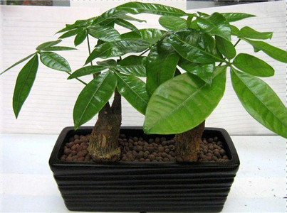 生财挡灾的风水植物