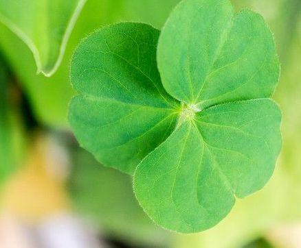 4片四叶草,哪片能带来幸运?测你哪方面的运气最好?