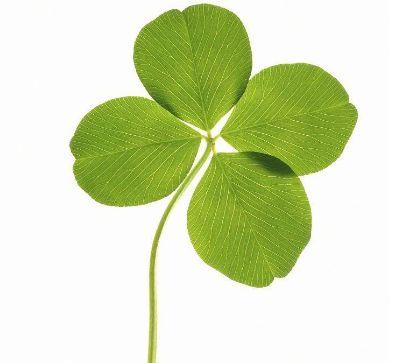 4片四叶草,哪片能带来幸运?测你哪方面的运气最好?