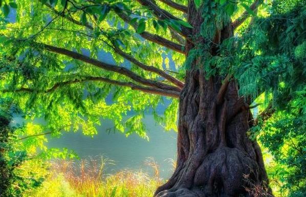 心理学：凭直觉选择一棵最有灵性的大树？测测你天生是什么命数！