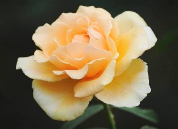 心理测试：四朵玫瑰花，哪朵最吸引你？测出今年会有多少人追你