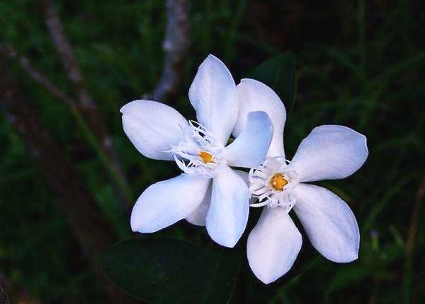心理测试：你觉得哪一朵小白花最美？测你的ta变心指数有多高！
