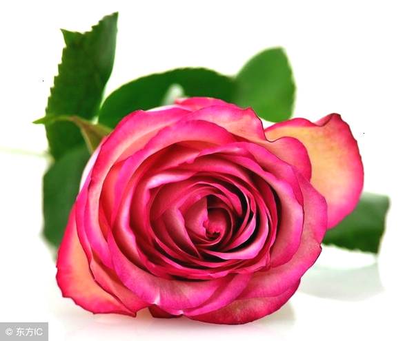 心理测试：选一支玫瑰，测试你会遇到一个非常宠你的男神吗