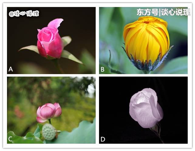 心理测试：四朵花蕾哪个先绽放，测你身边谁是你的一生爱人？