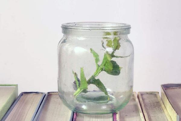 心理测试:3种玻璃瓶,选一个洋气的,测近期你有啥大事降临