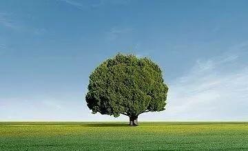 心理测试:哪一棵树最有安全感?测你注定是平民命还是公主命!
