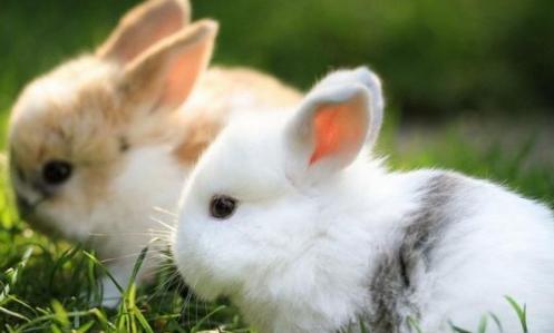 心理测试：下列四幅图哪个兔子最可爱呢？测你明年什么运气最好！