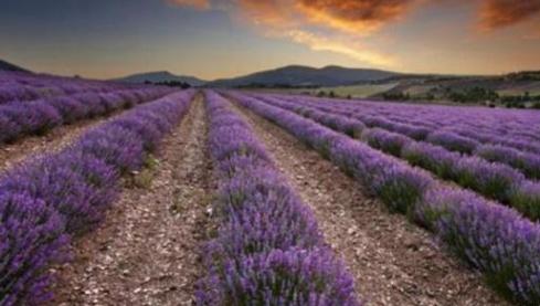 趣味测试：四片花海你更喜欢哪一个？测一测你的运势有多好