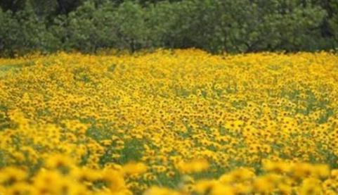 趣味测试：四片花海你更喜欢哪一个？测一测你的运势有多好