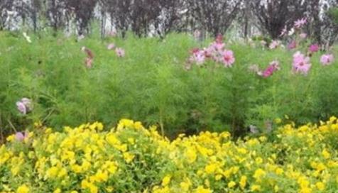 趣味测试：四片花海你更喜欢哪一个？测一测你的运势有多好