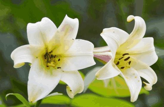 心理测试:4种花,你最喜欢哪种?测试你有多容易被异性追到手?