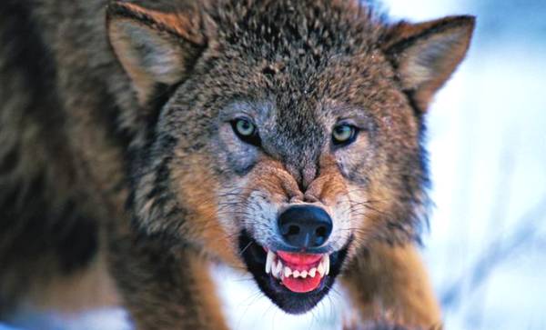 心理测试：觉得哪条不是狼是狗，看你的运势怎么样多富贵
