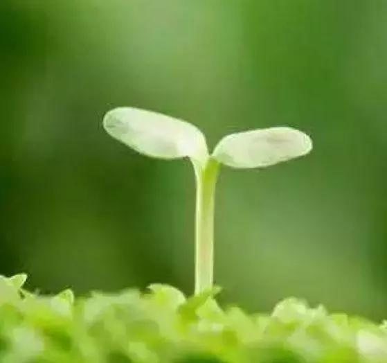 心理测试:4颗小草,那颗最顽强?测近期会有什么好事发生?