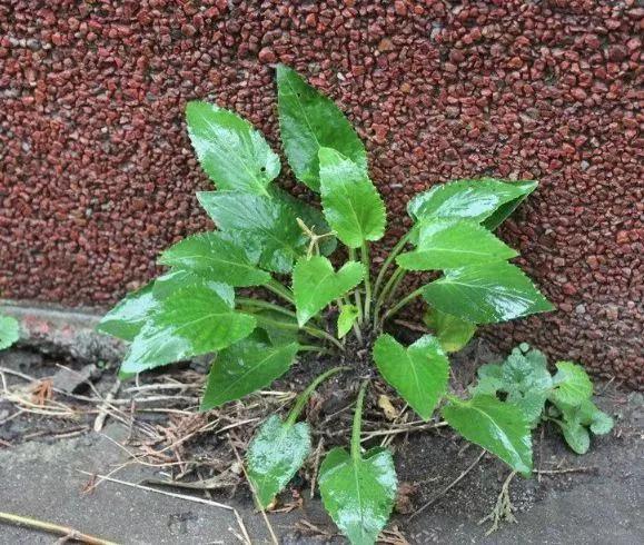 心理测试:4颗小草,那颗最顽强?测近期会有什么好事发生?