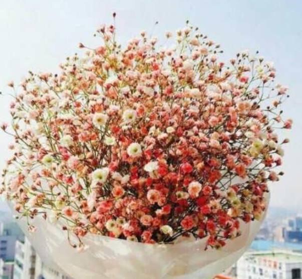 心理测试:4束满天星,你最喜欢哪束?测别人最羡慕你什么!