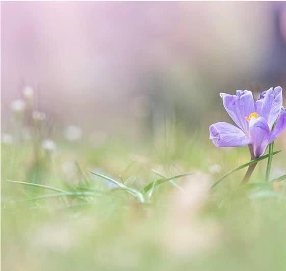 心理测试:哪朵小花最脆弱?测你们的感情是不是说散就散!