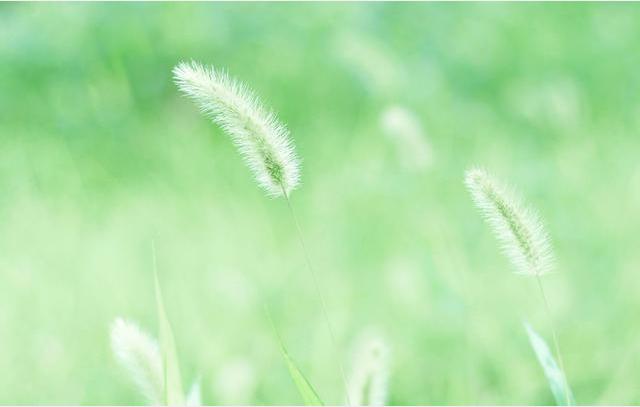 星座：年龄越大桃花越好的三大星座！