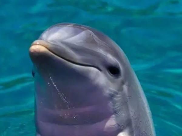 心理测试:4只海豚,哪只笑得最萌?测新年你能否财运亨通赚大钱