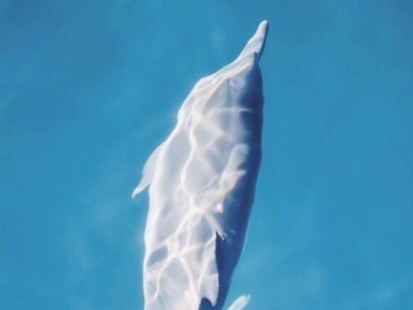 心理测试:4只海豚,哪只笑得最萌?测新年你能否财运亨通赚大钱